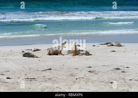 Wilden australischen Seelöwen oder Neophoca cinerea am Seal Bay auf Kangaroo Island South Australia Stockfoto