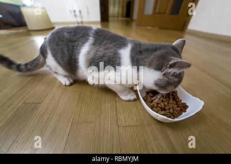 Junge nette kleine niedliche weiße und graue Katze Kätzchen essen aus dem Abscheidegefäß des Granulats Essen auf Holzboden im Innenbereich. Halten Tier Haustier zu Hause. Stockfoto