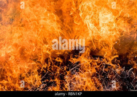 Hintergrund der großen Flammen und Feuer - Urkraft im Wald Stockfoto