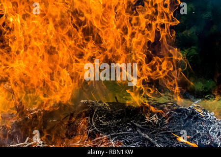 Hintergrund der großen Flammen und Feuer - Urkraft im Wald Stockfoto