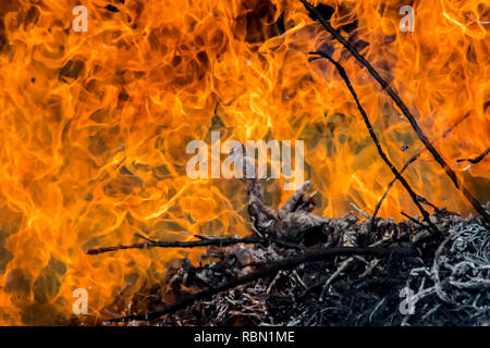 Hintergrund der großen Flammen und Feuer - Urkraft im Wald Stockfoto