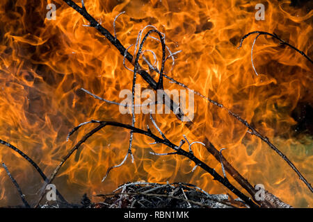 Hintergrund der großen Flammen und Feuer - Urkraft im Wald Stockfoto