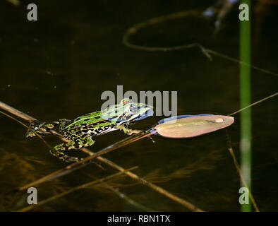 Greenback Frosch schwimmen im Wasser Stockfoto