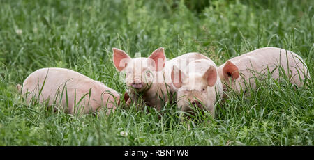 Kleines Ferkel auf der grünen Wiese Stockfoto