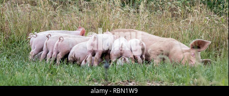 Kleine rosa Ferkel saugen an ihre Mutter auf Wiese Stockfoto