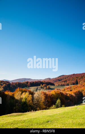 Alpine Valley, die leuchtet in der Sonne. Wunderschöne morgen Szene. Rote und gelbe Blätter im Herbst. Ort Karpaten, Ukraine, Europa. Dis Stockfoto