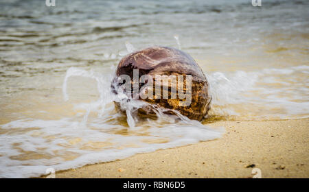 Kokosnuss an einem Strand in Thailand mit Wasser nähert und Spritzwasser. Stockfoto