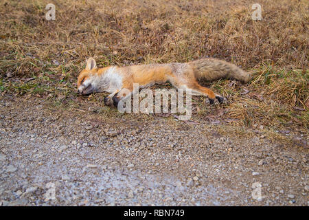 Dead Red Fox mit Tollwut tot auf der Landstraße Stockfoto