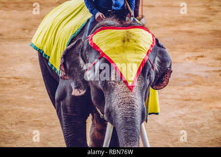 Nahaufnahme eines Elefanten bei einem Elefanten in Thailand. Stockfoto