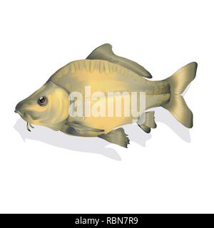 Karpfen Fisch im Wasser Stock Vektor