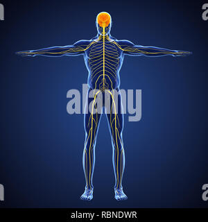 Menschliche Nervensystem Abbildung Stockfoto