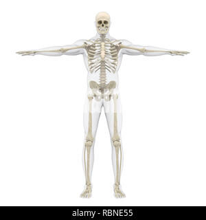 Menschlichen Skelettsystem Abbildung Stockfoto