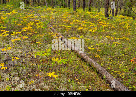 Verbreitung dogbane im Spätsommer im Unterwuchs eines Jack Kiefernwald, Fort Smith, Northwest Territories, Kanada Stockfoto