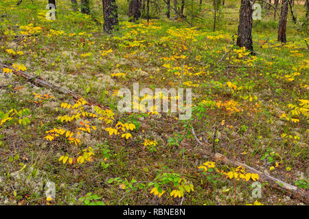 Verbreitung dogbane im Spätsommer im Unterwuchs eines Jack Kiefernwald, Fort Smith, Northwest Territories, Kanada Stockfoto