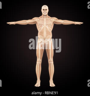 Menschlichen Skelettsystem Abbildung Stockfoto