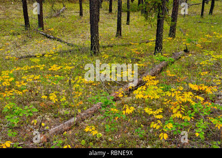 Verbreitung dogbane im Spätsommer im Unterwuchs eines Jack Kiefernwald, Fort Smith, Northwest Territories, Kanada Stockfoto