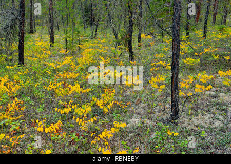 Verbreitung dogbane im Spätsommer im Unterwuchs eines Jack Kiefernwald, Fort Smith, Northwest Territories, Kanada Stockfoto