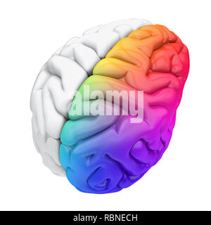 Links und rechts der menschlichen Anatomie des Gehirns isoliert Stockfoto