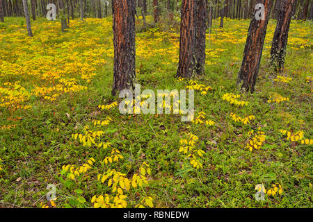 Spätsommer Verbreitung dogbane im Unterwuchs eines Jack Pinien Wald, Queen Elizabeth Territorial Park, Ft. Smith, Northwest Territories, Kanada Stockfoto