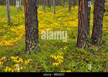 Spätsommer Verbreitung dogbane im Unterwuchs eines Jack Pinien Wald, Queen Elizabeth Territorial Park, Ft. Smith, Northwest Territories, Kanada Stockfoto