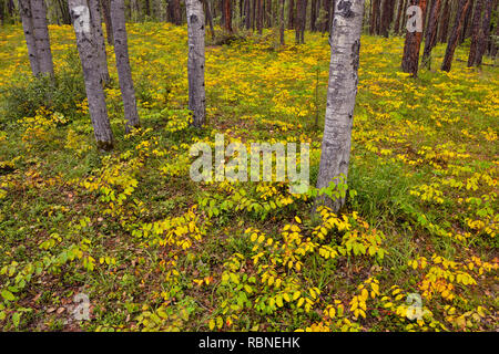 Spätsommer Verbreitung dogbane im Unterwuchs eines Jack Pinien Wald, Queen Elizabeth Territorial Park, Ft. Smith, Northwest Territories, Kanada Stockfoto