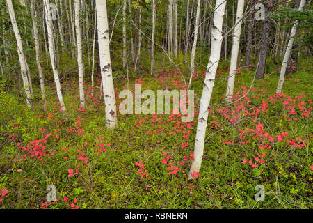 Die hochbuschige Cranberry in einem Aspen Waldland, Wood Buffalo National Park, Alberta, Kanada Stockfoto