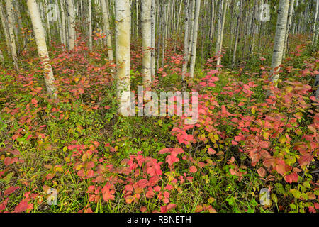 Die hochbuschige Cranberry in einem Aspen Waldland, Wood Buffalo National Park, Alberta, Kanada Stockfoto