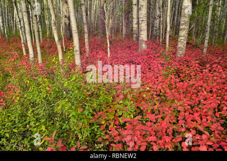 Die hochbuschige Cranberry in einem Aspen Waldland, Wood Buffalo National Park, Alberta, Kanada Stockfoto