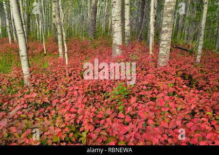 Die hochbuschige Cranberry in einem Aspen Waldland, Wood Buffalo National Park, Alberta, Kanada Stockfoto