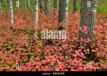 Die hochbuschige Cranberry in einem Aspen Waldland, Wood Buffalo National Park, Alberta, Kanada Stockfoto