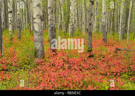 Aspen woodland mit hochbuschige Cranberry im Spätsommer, Wood Buffalo National Park, Albert, Kanada Stockfoto