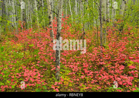 Aspen woodland mit hochbuschige Cranberry im Spätsommer, Wood Buffalo National Park, Albert, Kanada Stockfoto