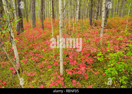 Aspen woodland mit hochbuschige Cranberry im Spätsommer, Wood Buffalo National Park, Albert, Kanada Stockfoto