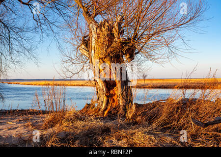 Alte Weide über den Pasłęka Fluss, Frische Haff, Polen Stockfoto