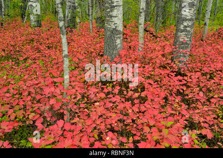 Aspen woodland mit hochbuschige Cranberry im Spätsommer, Wood Buffalo National Park, Albert, Kanada Stockfoto