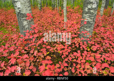 Aspen woodland mit hochbuschige Cranberry im Spätsommer, Wood Buffalo National Park, Albert, Kanada Stockfoto