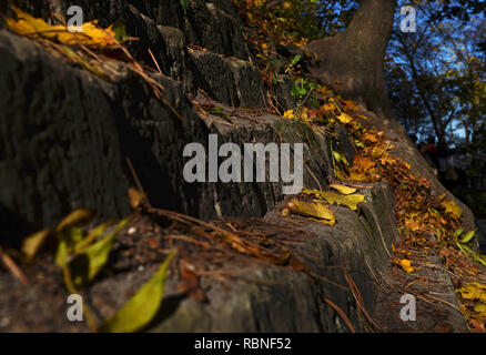 Gelb Herbst Ahorn Blätter liegen auf dem Bürgersteig im Herbst Park Stockfoto