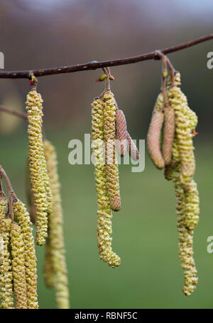 Hazel Kätzchen (männlich) und Blumen (weiblich). Hurst suchen, East Molesey, Surrey, Großbritannien. Stockfoto