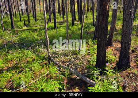 Spätsommer Wildblumen blühen in einem alten Wald Fire Zone, Wood Buffalo National Park, Northwest Territories, Kanada Stockfoto