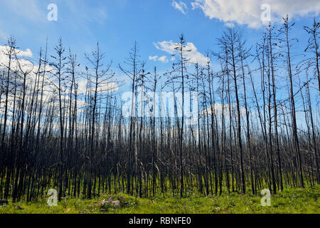 Verbrannte Bäume, Wood Buffalo National Park, Northwest Territories, Kanada Stockfoto