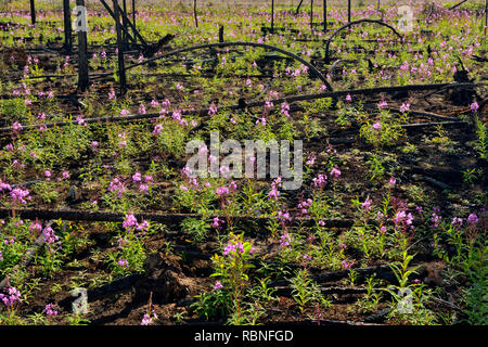 Spätsommer Wildblumen blühen in einer jüngsten Forest Fire Zone, Wood Buffalo National Park, Northwest Territories, Kanada Stockfoto