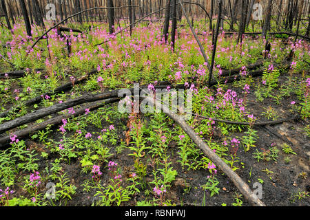 Blühende fireweed und geschwärzte Bäume in den letzten Forest Fire Zone, Wood Buffalo National Park, Northwest Territories, Kanada Stockfoto