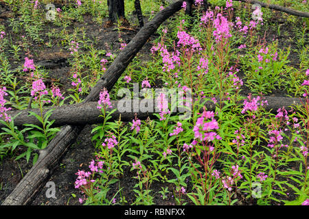 Blühende fireweed und geschwärzte Bäume in den letzten Forest Fire Zone, Wood Buffalo National Park, Northwest Territories, Kanada Stockfoto