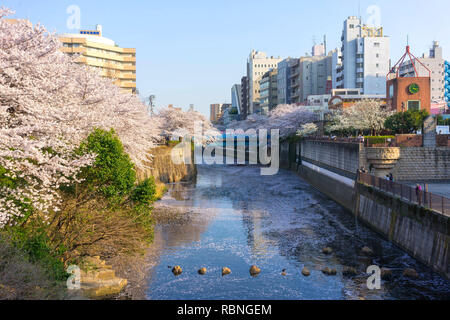 Meguro River ist bekannt Cherry Blossom Flecken. Leute zum meguro Fluss kommen die herrliche Kirschblüte zu sehen. Stockfoto