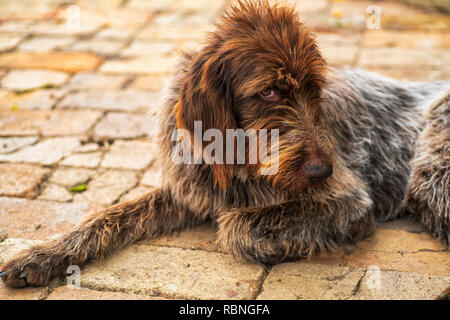 Jagdhund. Drathaar. Ein brauner Hund, ein Jagdhund ist ein drathaar. Braun erwachsenen Hund mit traurigen Augen. Stockfoto