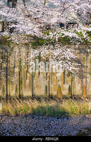 Meguro River ist bekannt Cherry Blossom Flecken. Leute zum meguro Fluss kommen die herrliche Kirschblüte zu sehen. Stockfoto