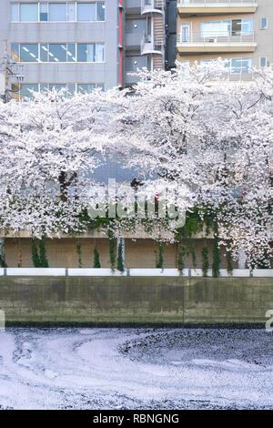 Meguro River ist bekannt Cherry Blossom Flecken. Leute zum meguro Fluss kommen die herrliche Kirschblüte zu sehen. Stockfoto