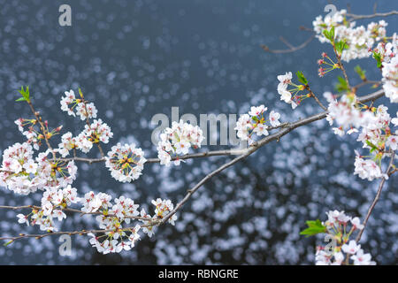 Meguro River ist bekannt Cherry Blossom Flecken. Leute zum meguro Fluss kommen die herrliche Kirschblüte zu sehen. Stockfoto