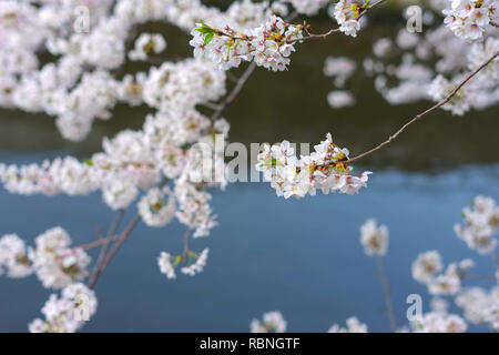 Meguro River ist bekannt Cherry Blossom Flecken. Leute zum meguro Fluss kommen die herrliche Kirschblüte zu sehen. Stockfoto