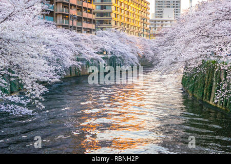 Meguro River ist bekannt Cherry Blossom Flecken. Leute zum meguro Fluss kommen die herrliche Kirschblüte zu sehen. Stockfoto